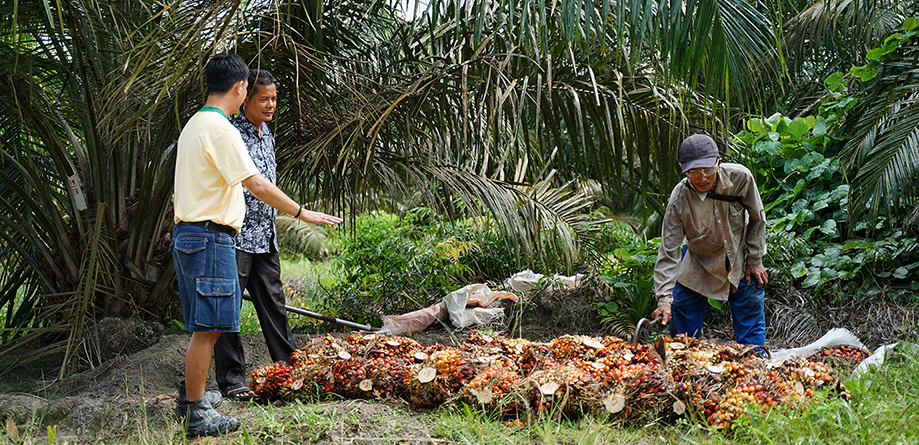 How Musim Mas scales up palm oil sustainability